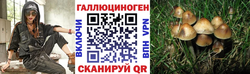 Купить  Томилино  Галлюциногенные грибы Psilocybe 